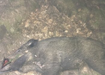 Wildschwein