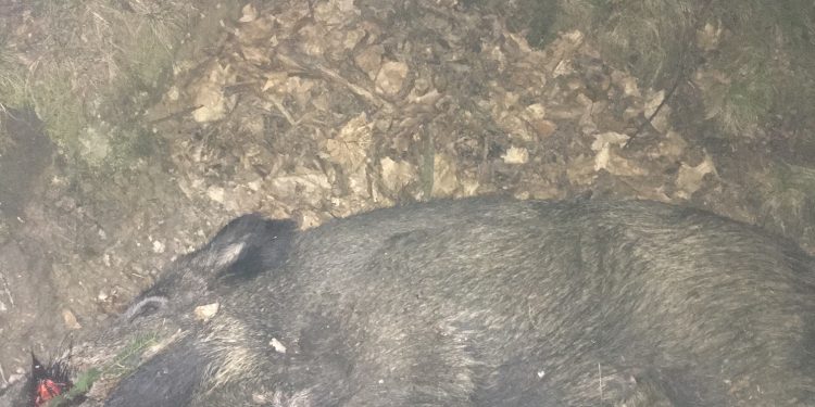 Wildschwein